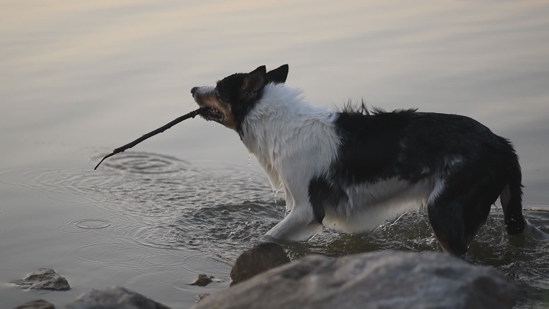 Pexels Video 33268386