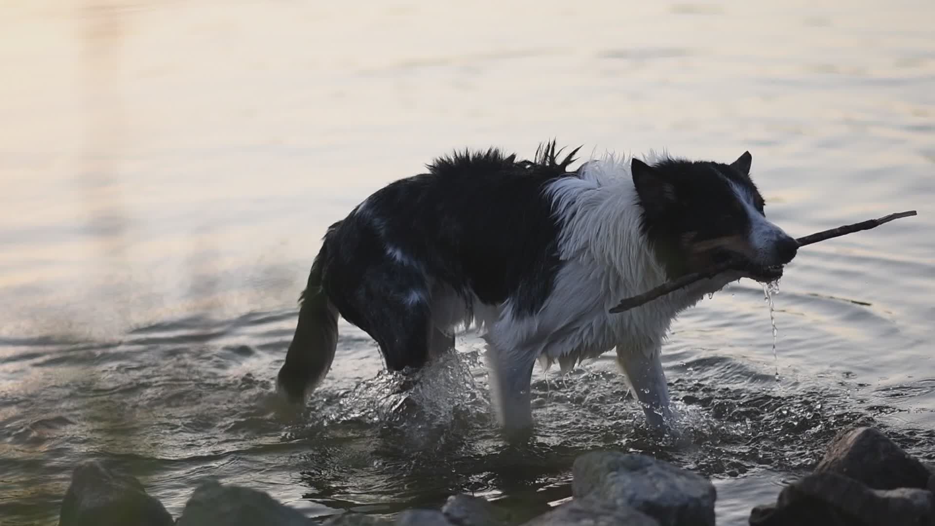 Animal Freedom Videos, Download The BEST Free 4k Stock Video Footage ...