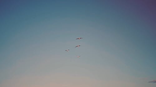 A Kettle Of Sea Birds Soaring In The Air