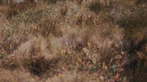 山のふもとの芝生の上を歩くカップル