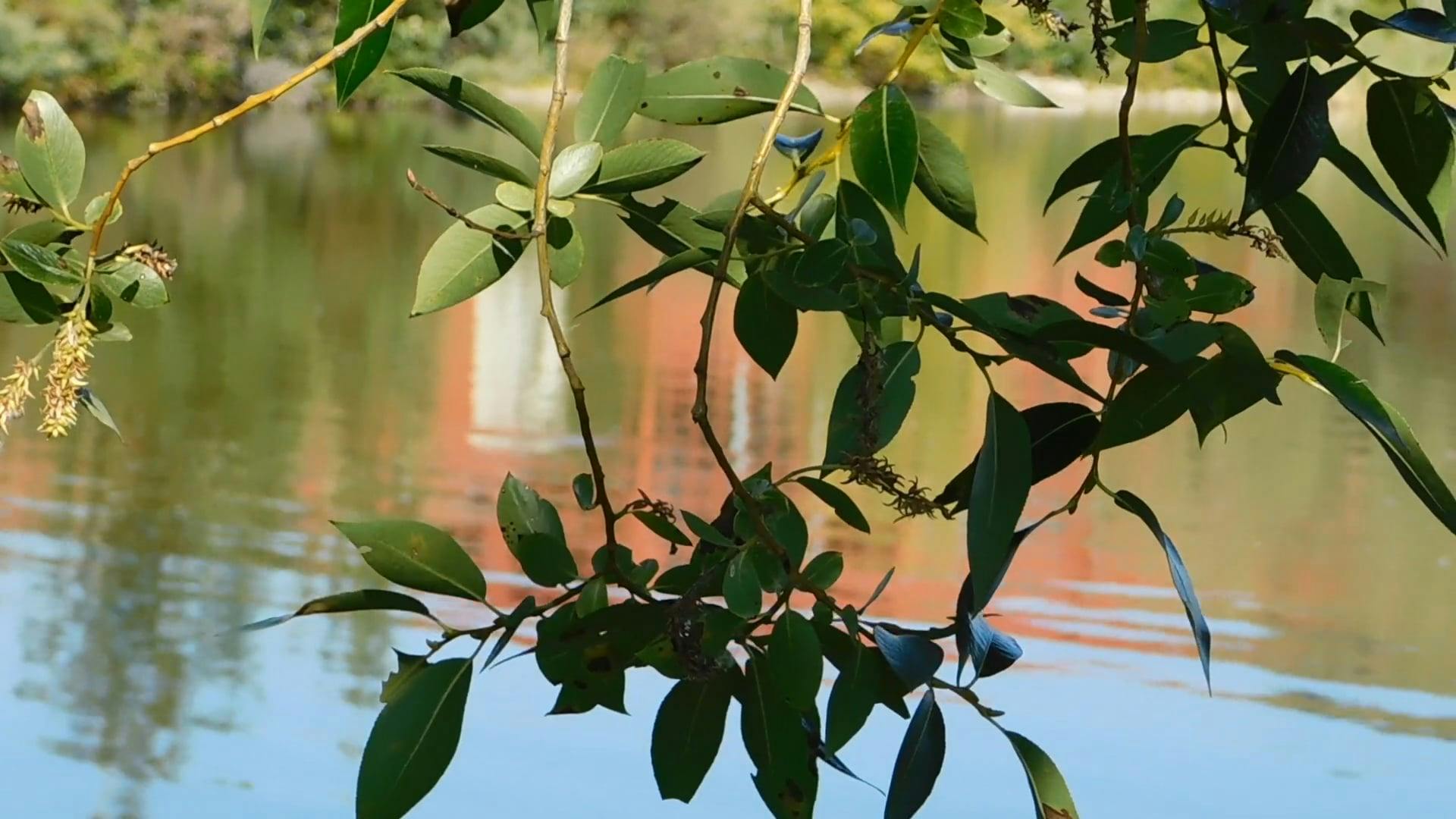 Video by Zuzanna Musial