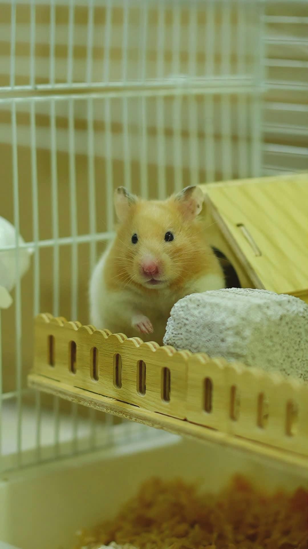 Hamster+Promo+Free Videos, Download The BEST Free 4k Stock Video ...