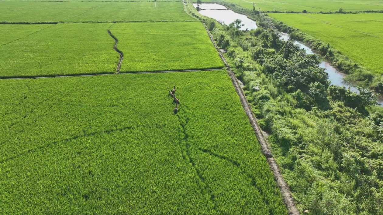 Serene Aerial View of Lush Green Rice Fields Free Stock Video Footage ...