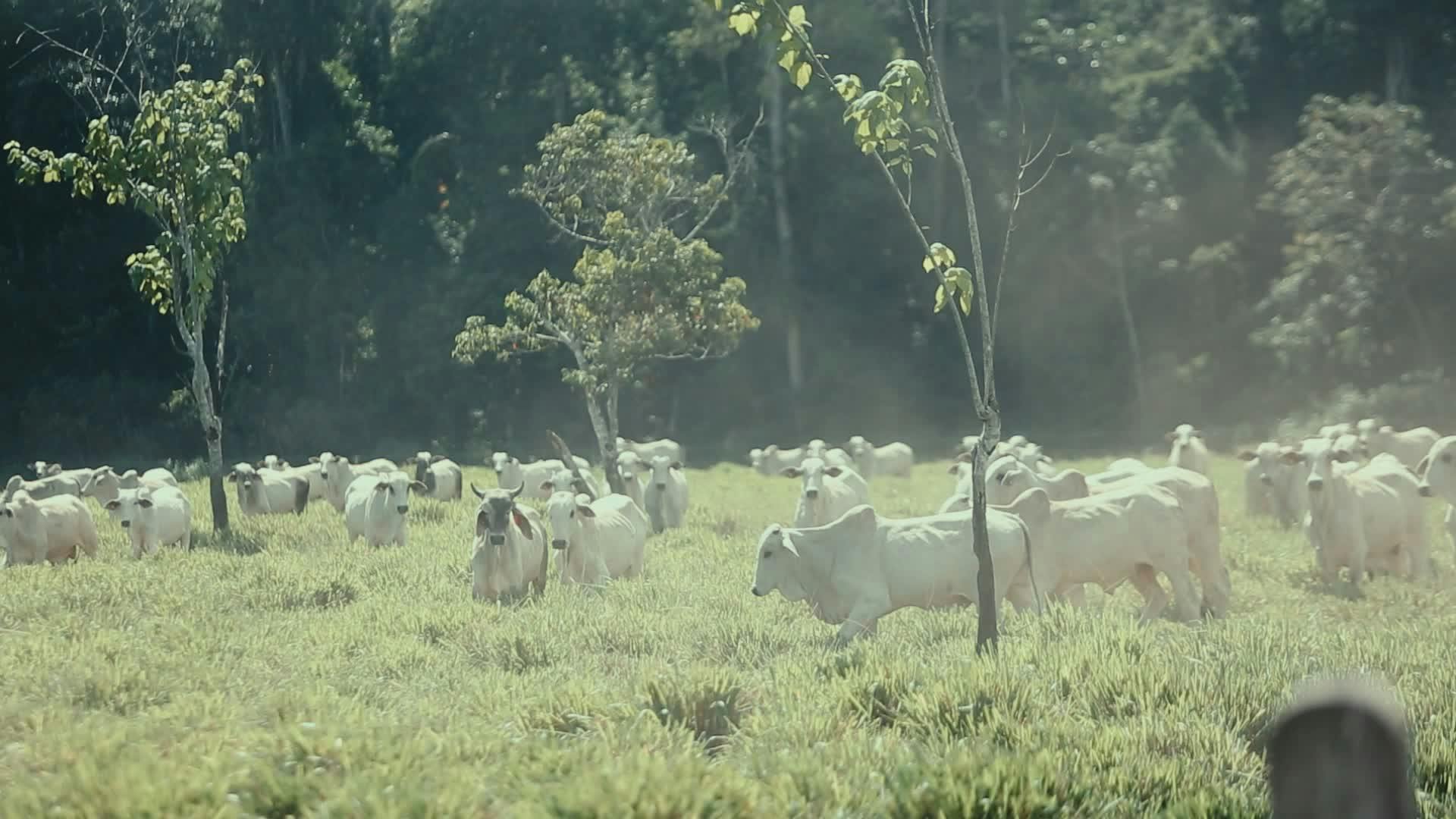 Video by MELQUIZEDEQUE ALMEIDA