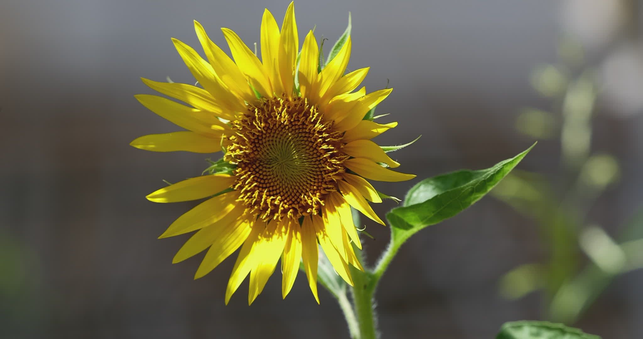 Vibrant Sunflower Blooming in Daylight Free Stock Video Footage ...