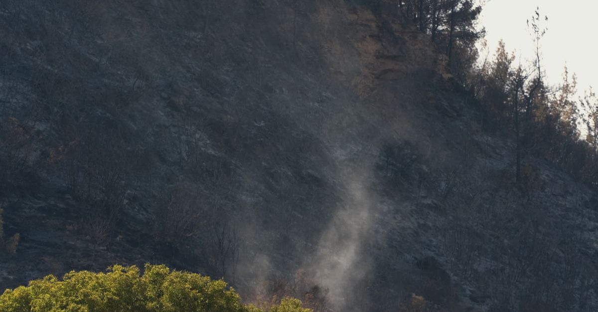 Scorched Forest Landscape Post-Fire Free Stock Video Footage, Royalty ...