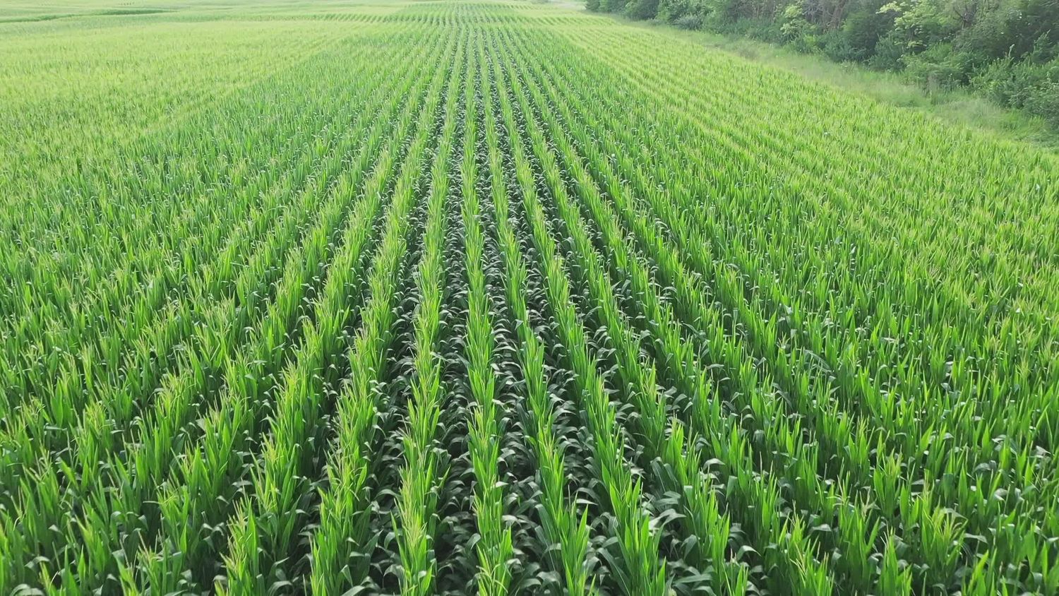 Cornfields Videos, Download The BEST Free 4k Stock Video Footage ...