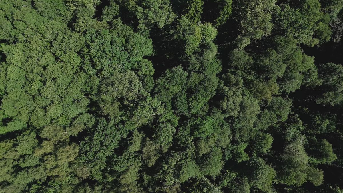 Aerial view of a forest with fog and trees Free Stock Video Footage ...