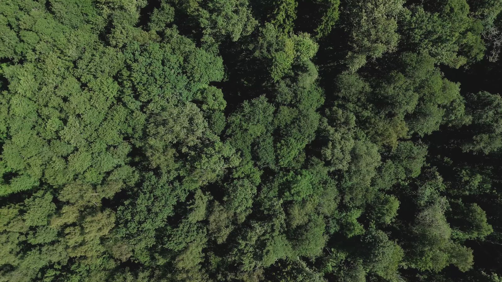 Aerial view of a forest with fog and trees Free Stock Video Footage ...