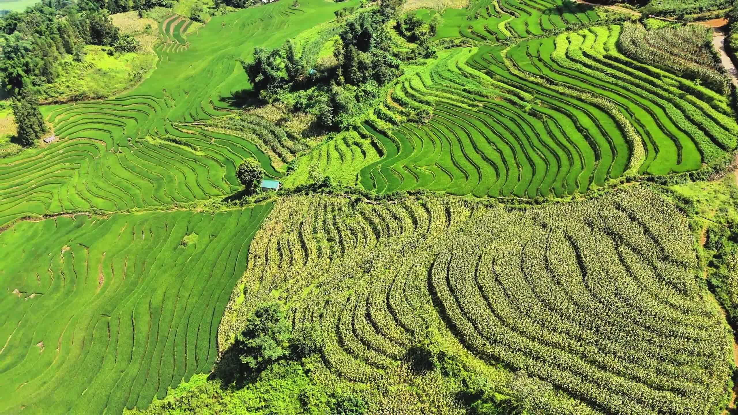 Aerial View of Vibrant Green Terraced Fields Free Stock Video Footage ...