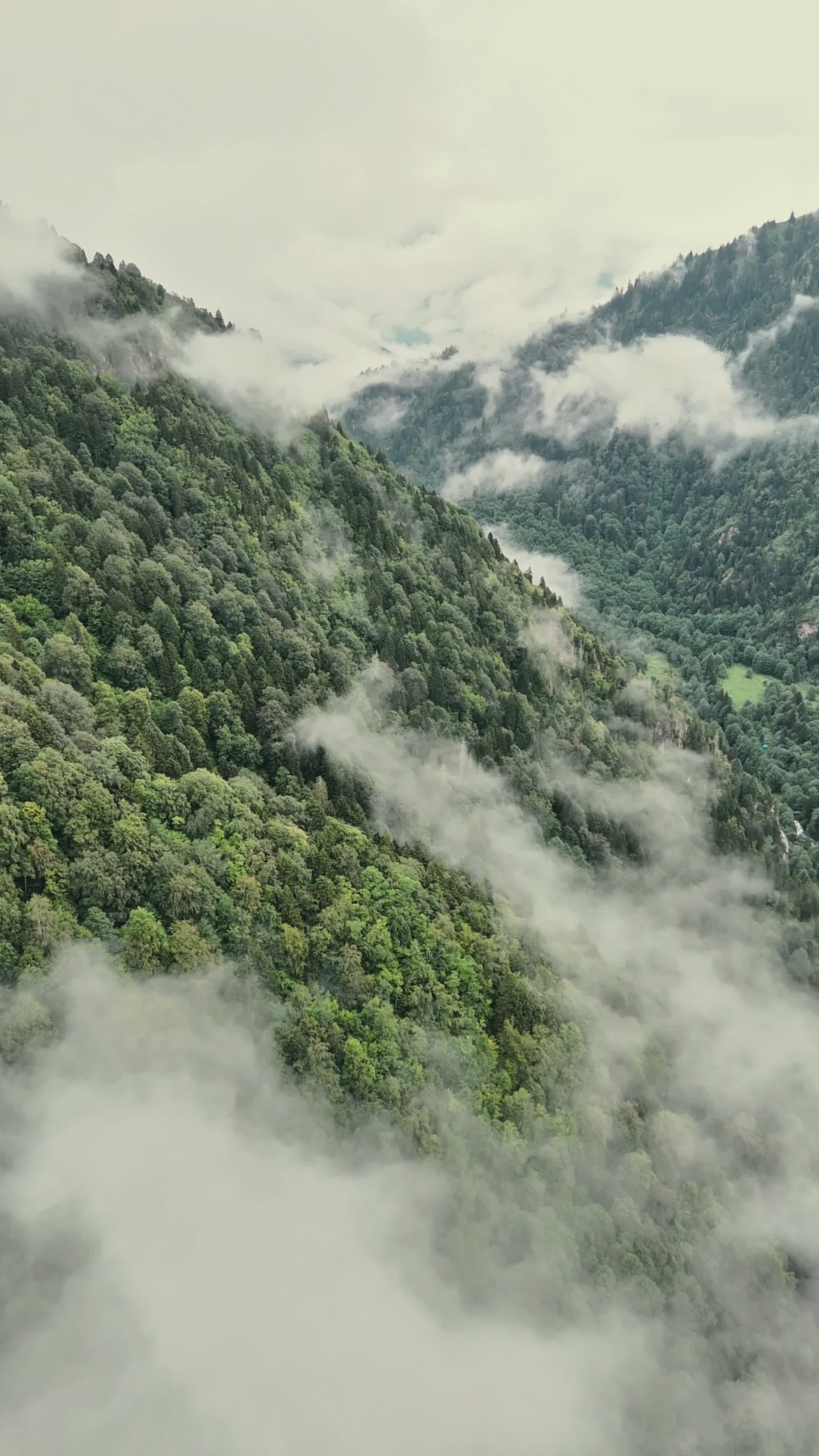 stunning aerial view of misty mountain forest 33356707 — free pexels stock footage