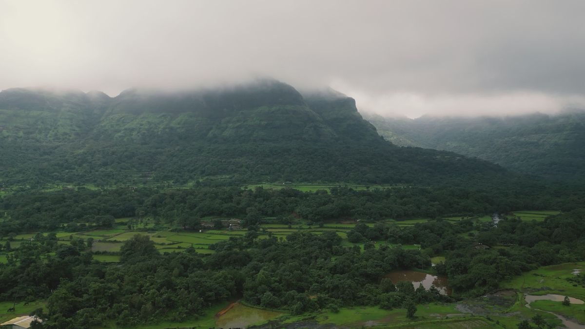 Aerial View of Lush Green Rainforest Landscape Free Stock Video Footage ...