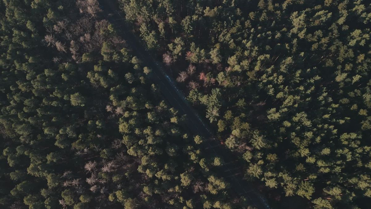 Drone View of Misty Forest Landscape at Dawn Free Stock Video Footage ...