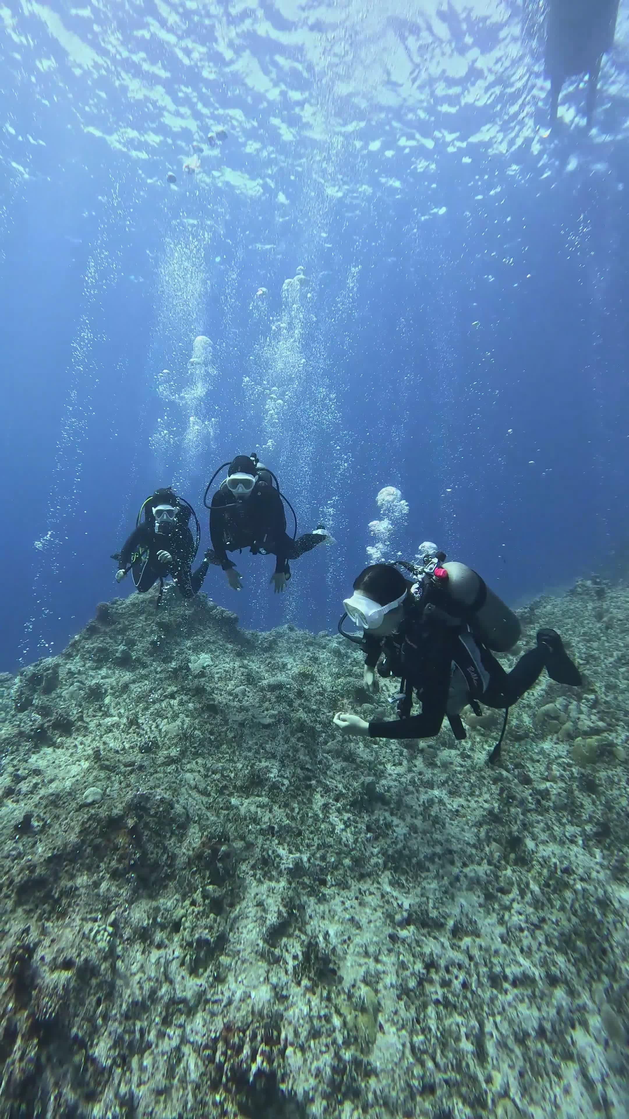 Scuba Divers Exploring Underwater Coral Reef Free Stock Video Footage ...
