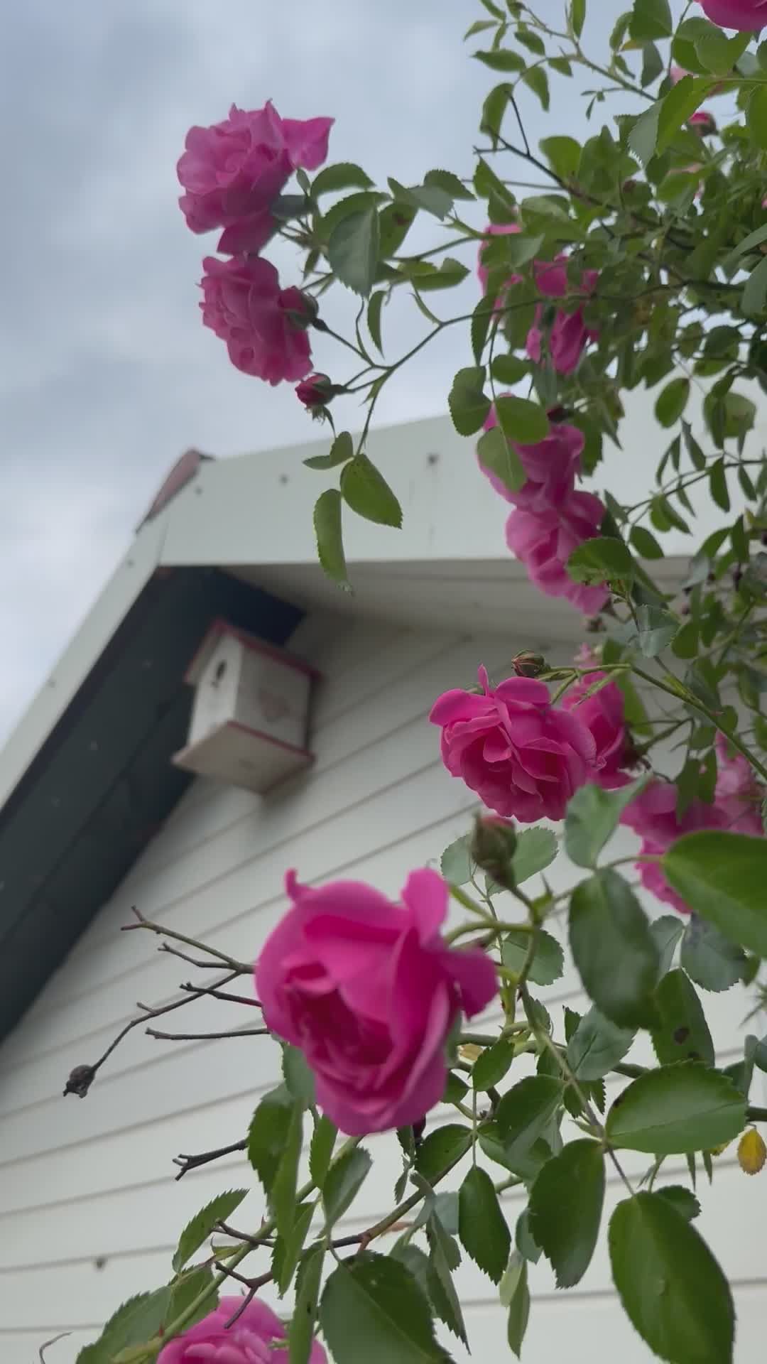 Charming Pink Roses Next to Rustic Birdhouse Free Stock Video Footage ...