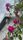 cottage garden