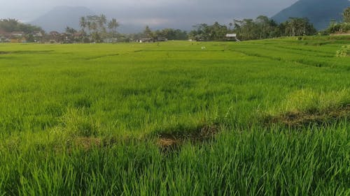 Drone Footage Of A Rice Field Used For Agriculture