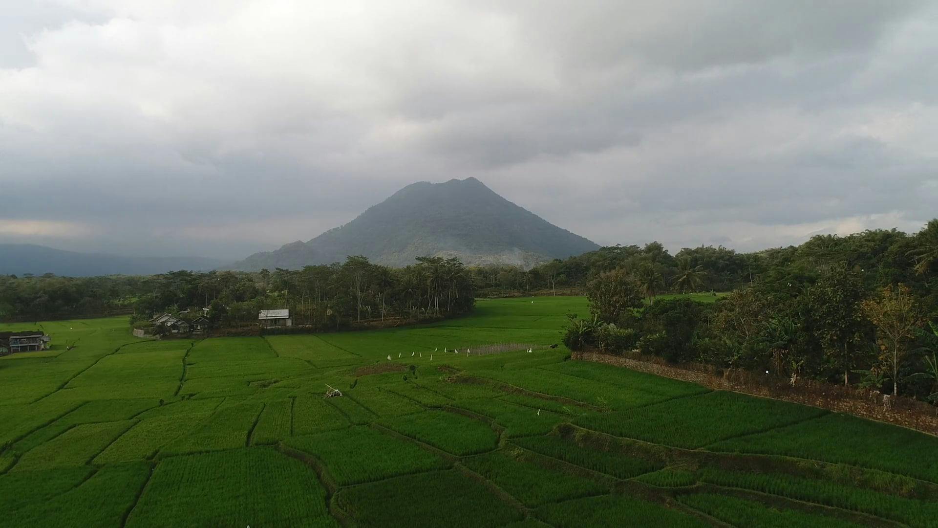 Drone Footage Of A Rice Field Plantation · Free Stock Video