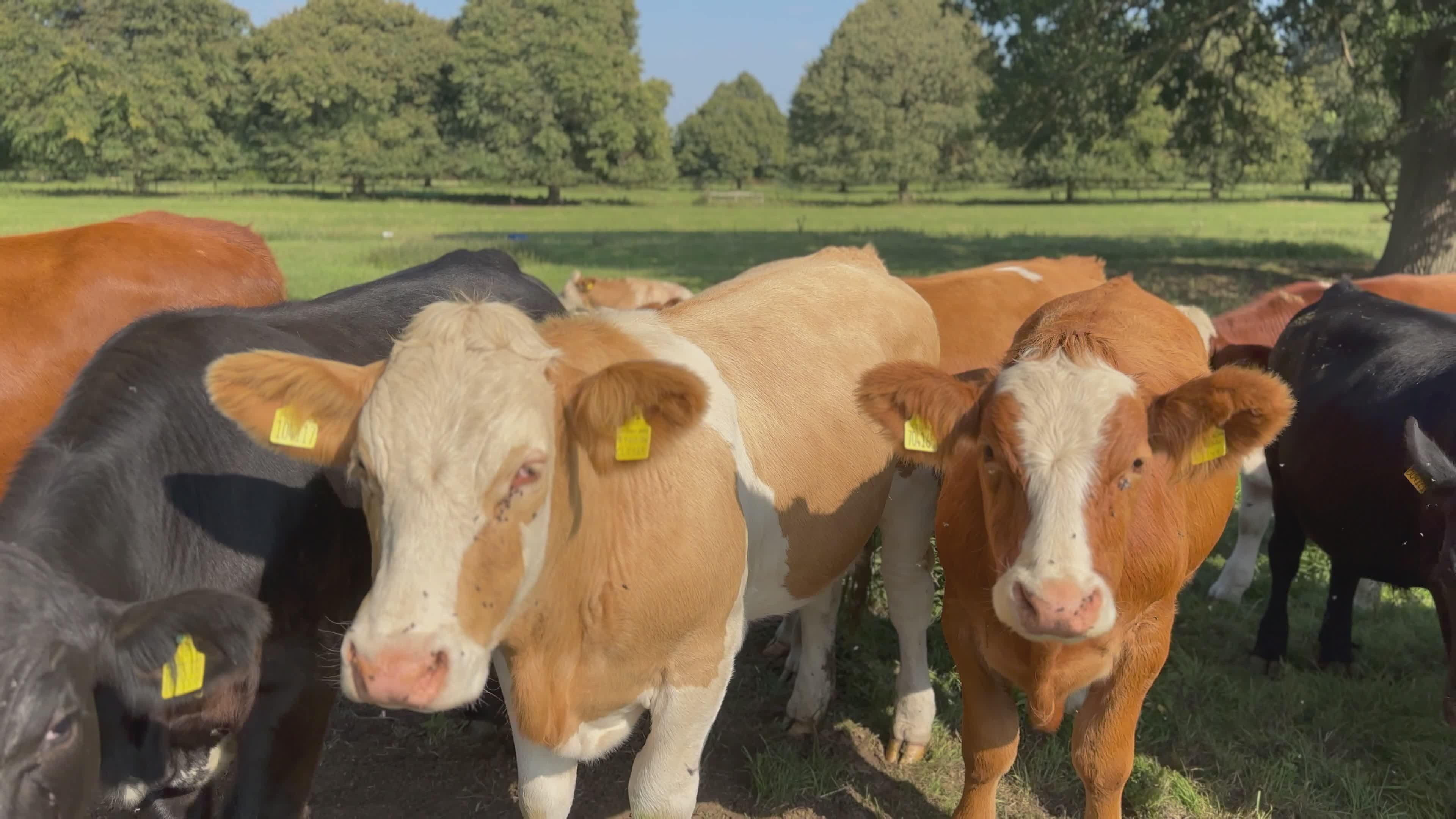 Group of Cows Grazing in a Sunny Meadow Free Stock Video Footage ...