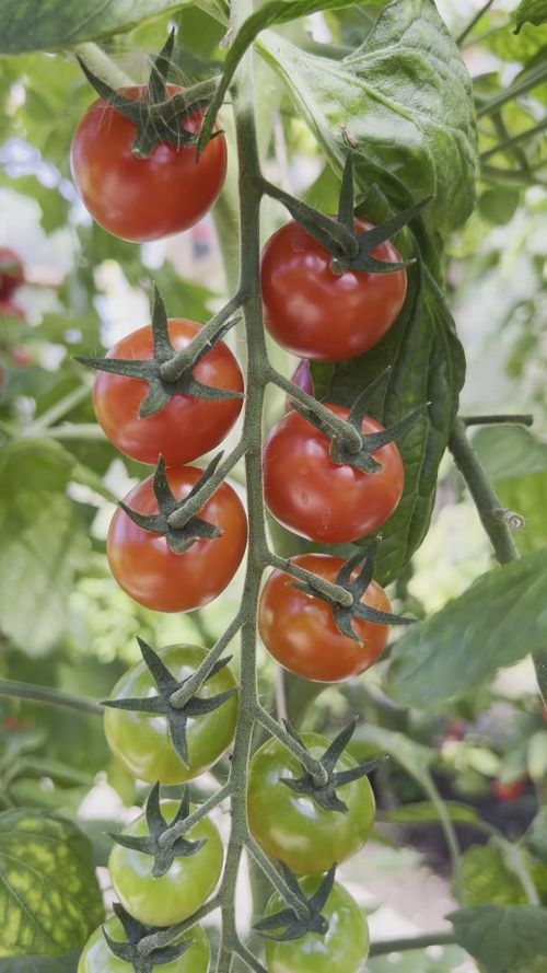 Epsom Salt for Tomatoes