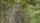 jungle animals