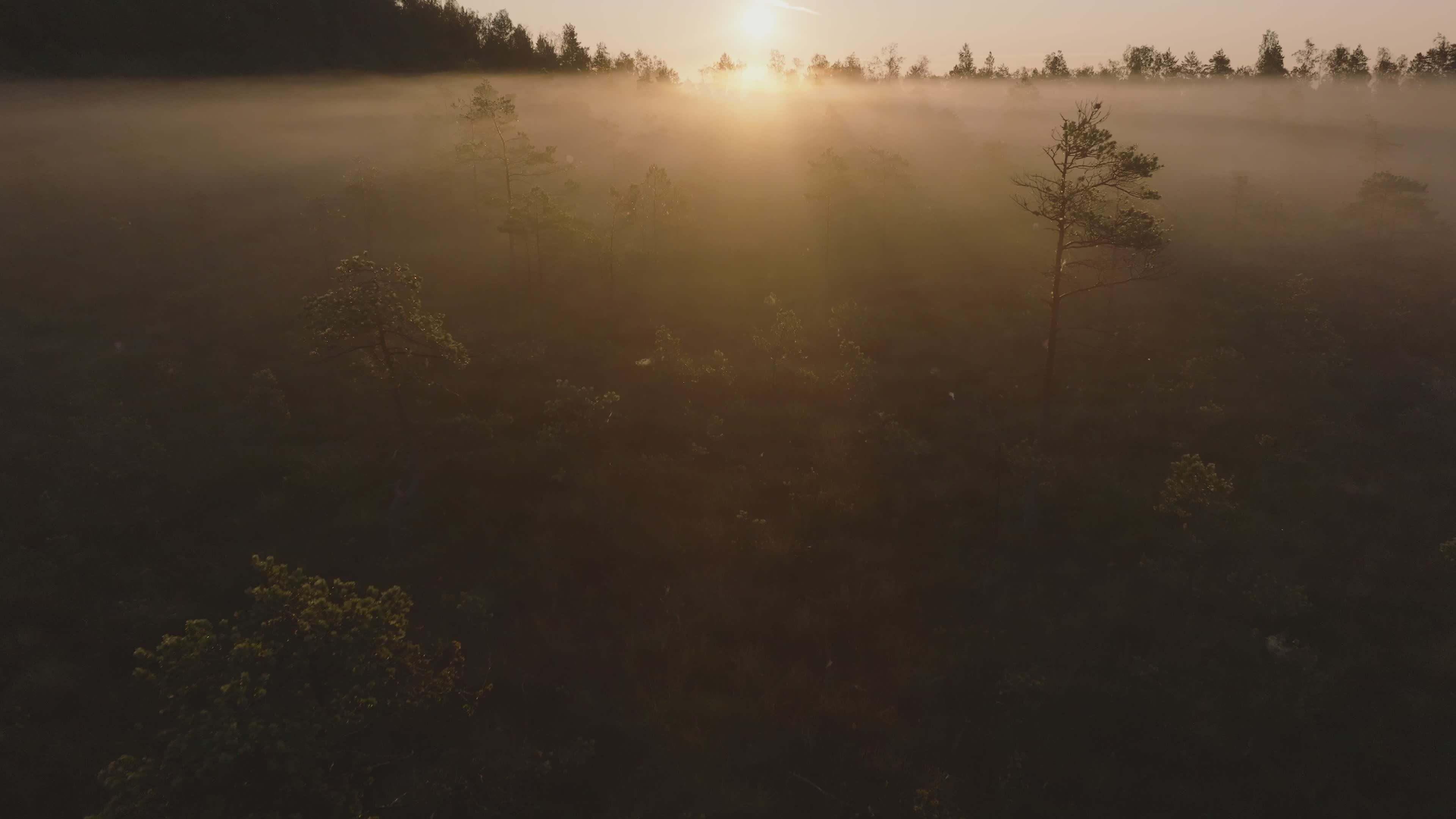Serene Sunrise Over Misty Forest Landscape Free Stock Video Footage ...