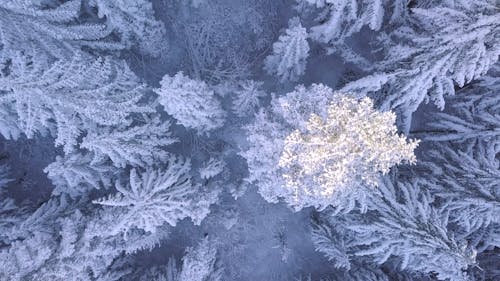 Trees Covered with Snow