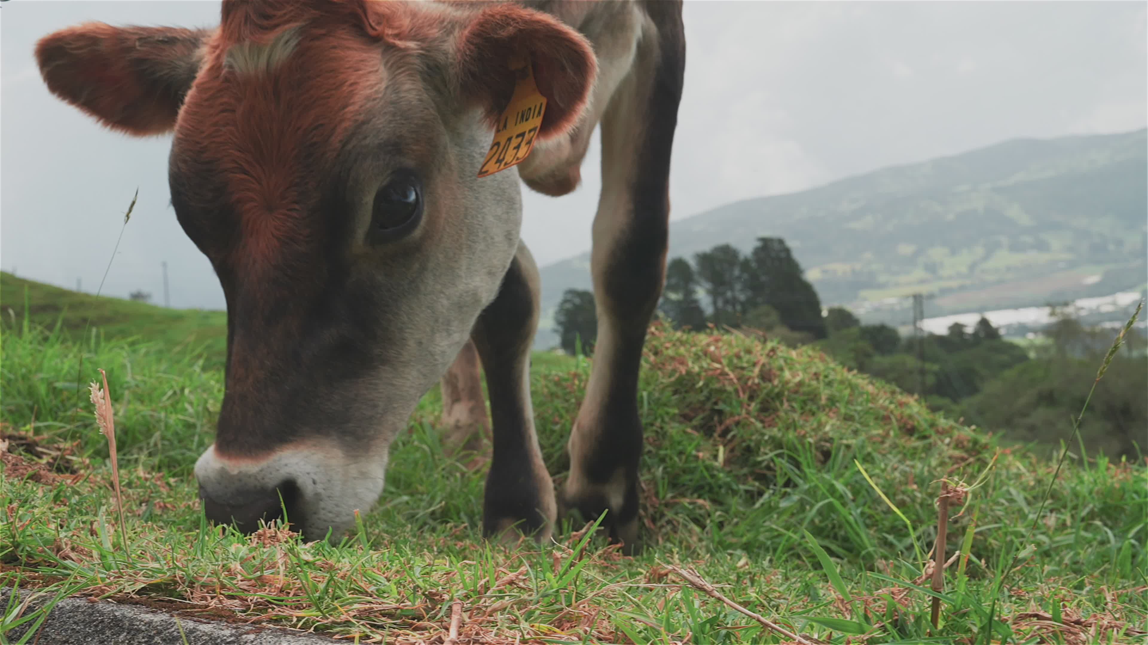 Close-Up of Calf Grazing in Pasture Free Stock Video Footage, Royalty ...