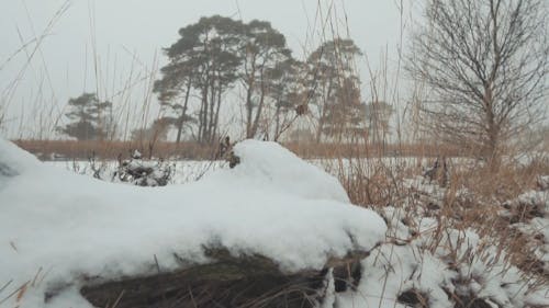 Een Bevroren Rivier In De Winter
