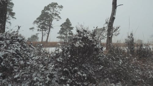 Video of Trees and Road Filled with Snow