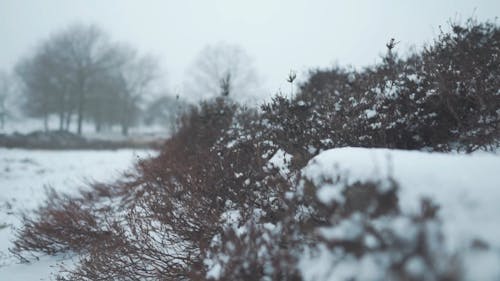 Snow Fall Covering The Surfaces Of The Ground