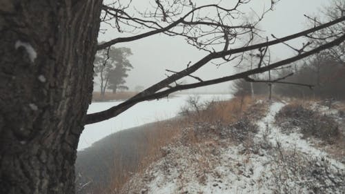 雪渣卡在树枝上