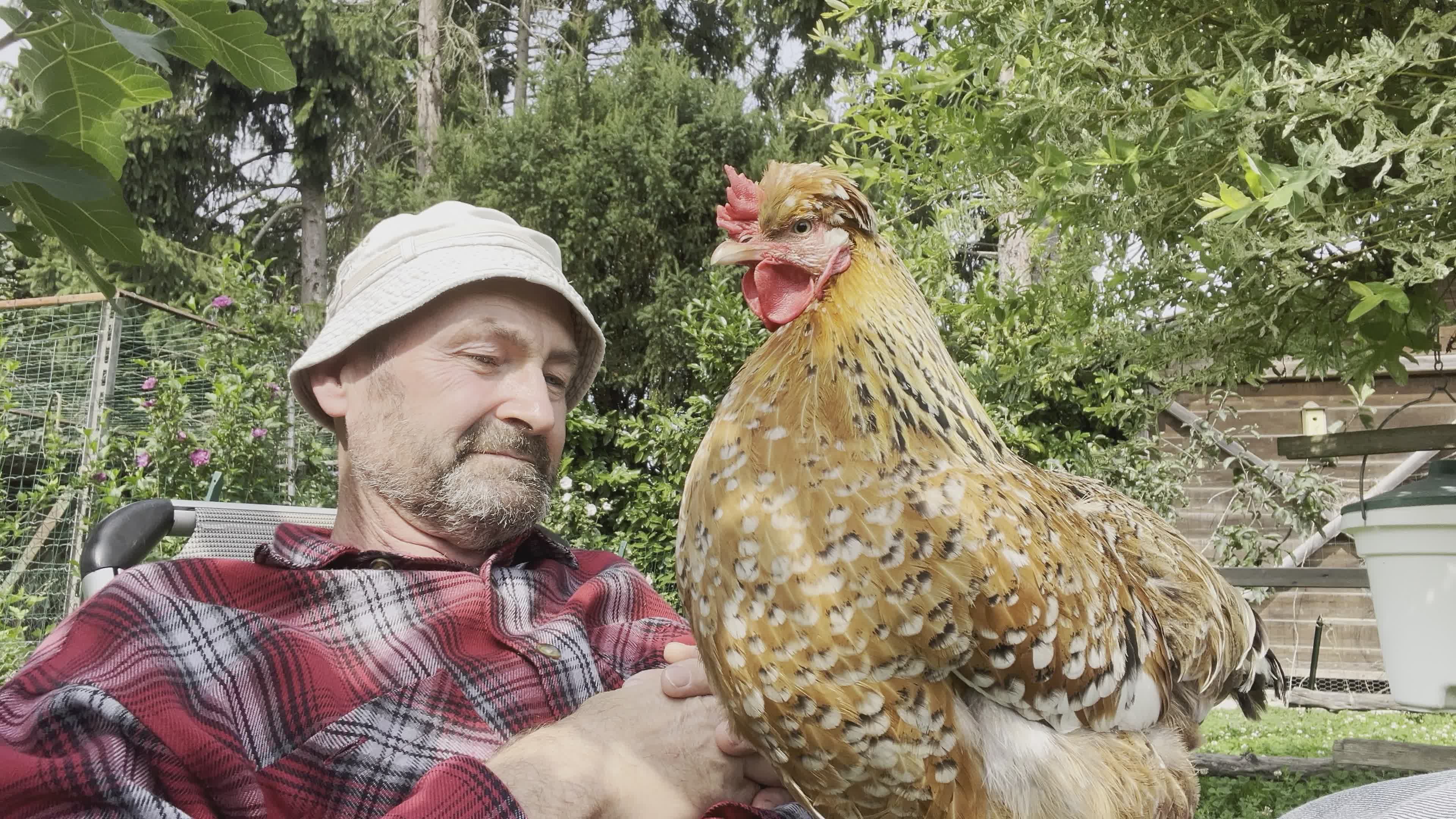 Une Poule Sur Papy. Poule Sur Un Viel Homme · Vidéo gratuite