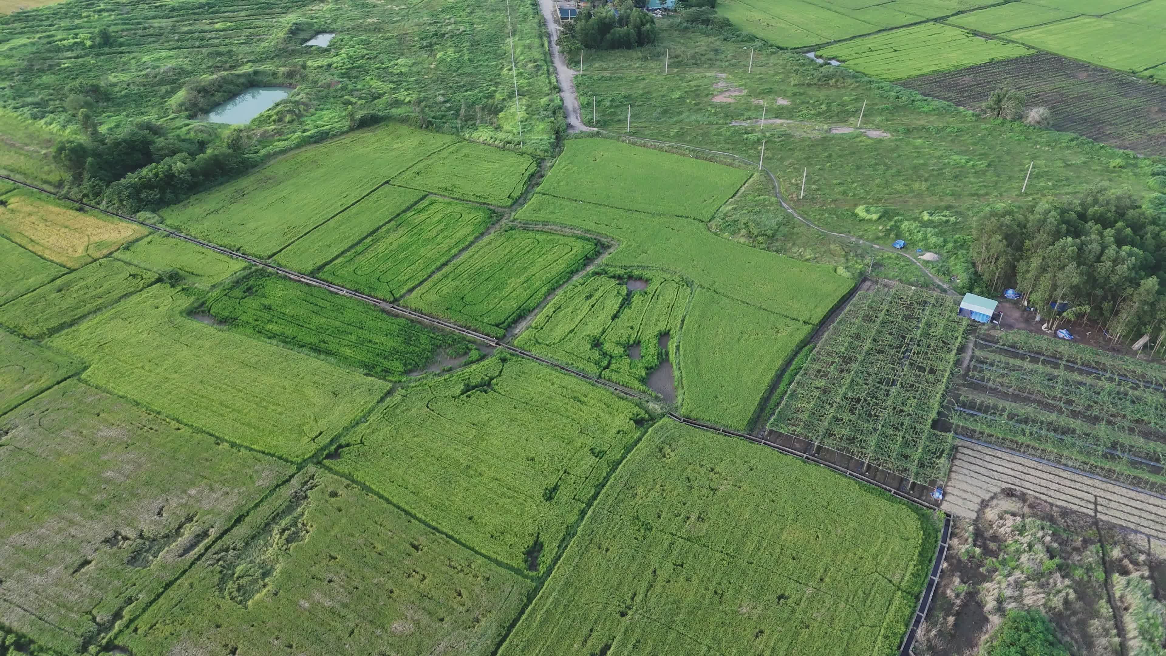 Scenic Aerial View of Vietnamese Rice Fields Free Stock Video Footage ...