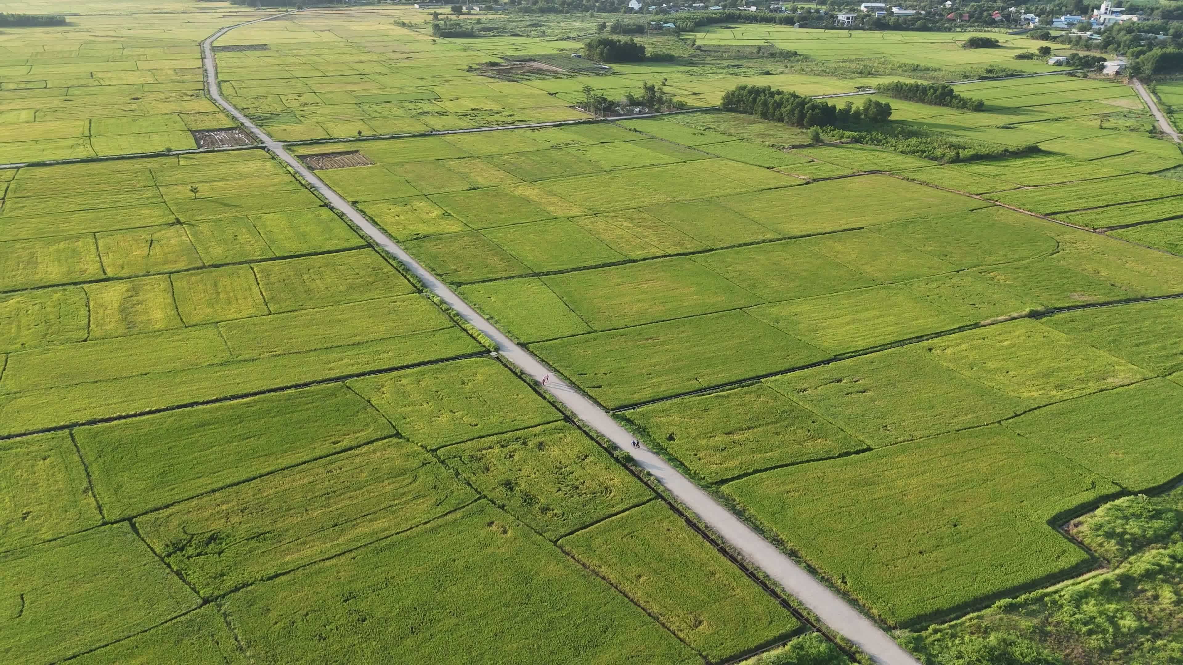 Aerial View of Lush Green Rice Fields in Vietnam Free Stock Video ...