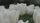 white tulips