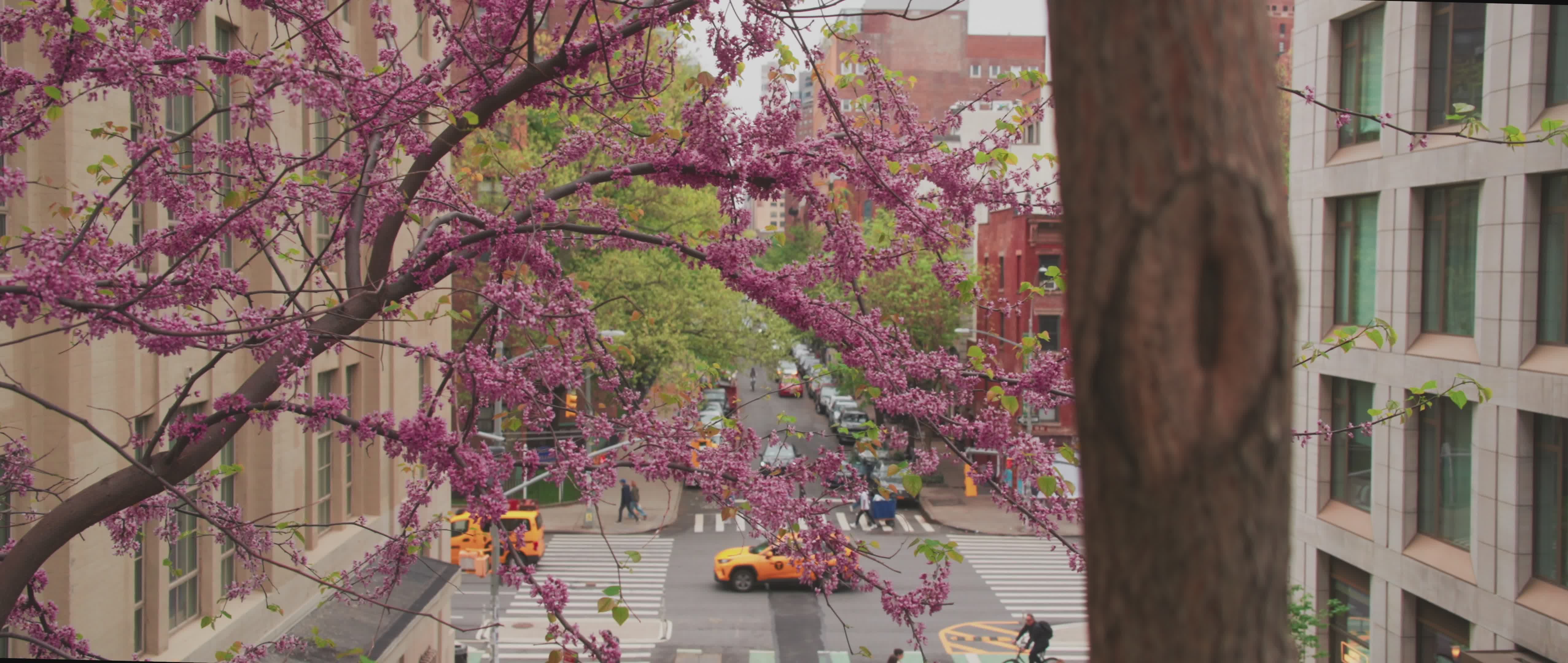 Springtime Street View with Blossoming Trees in NYC Free Stock Video ...