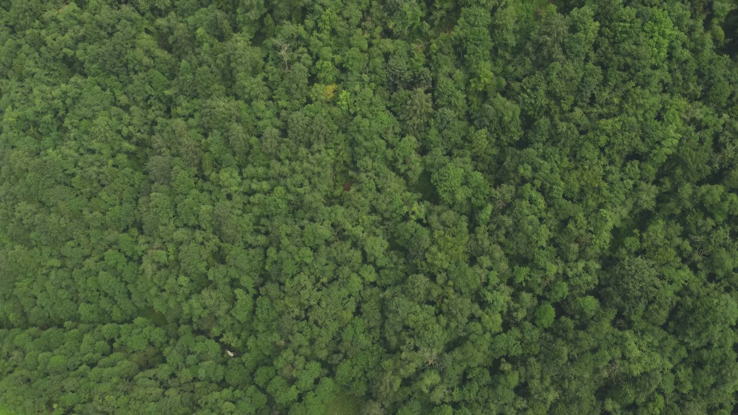Free No Copyright Forest Videos, Download The BEST Free 4k Stock Video ...