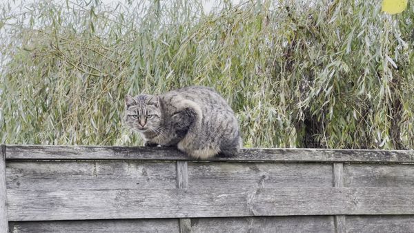 Tabby Cat Balancing Gracefully on a Wooden Fence Free Stock Video ...