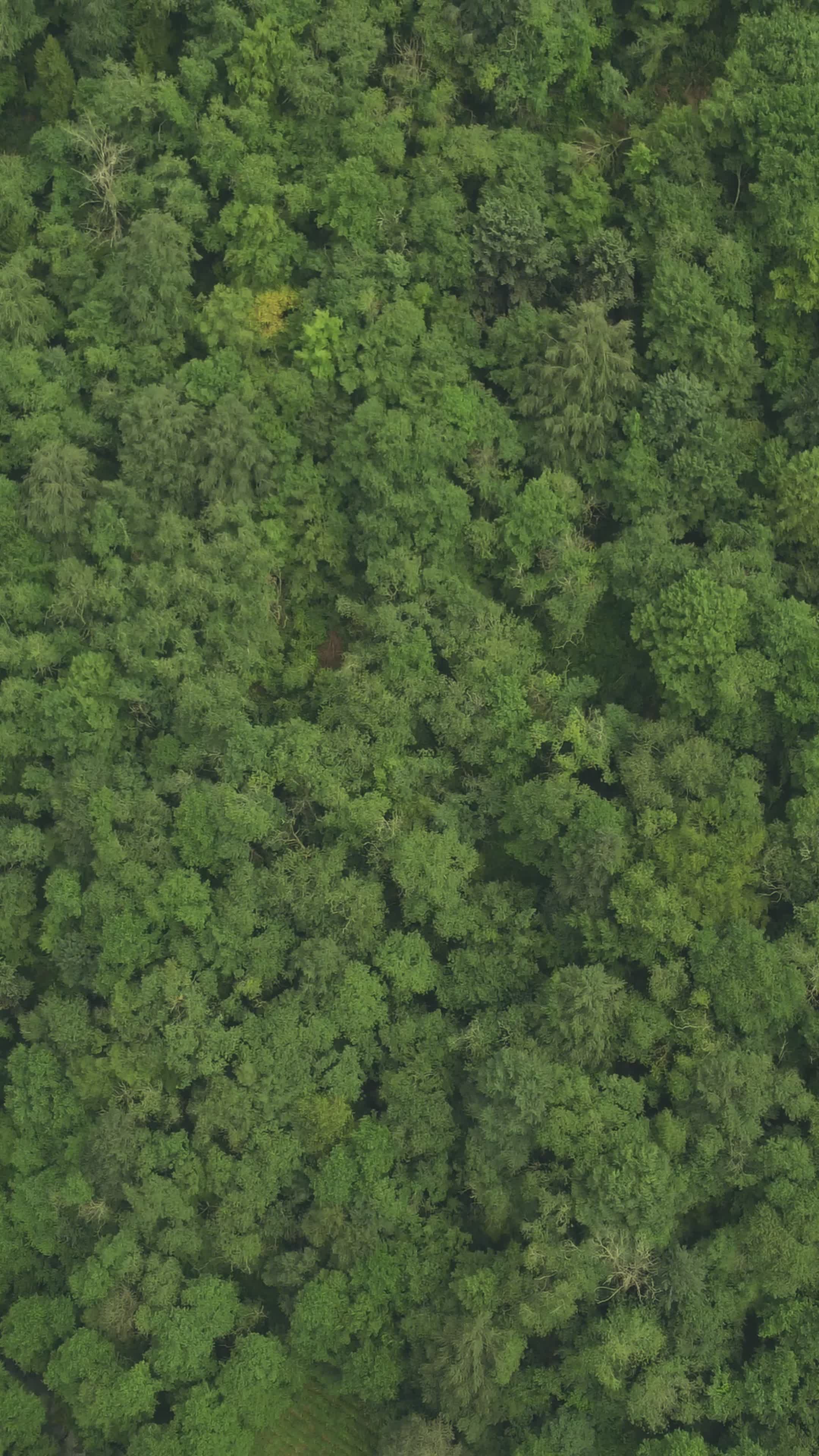 Aerial View of Lush Green Forest Canopy Free Stock Video Footage ...