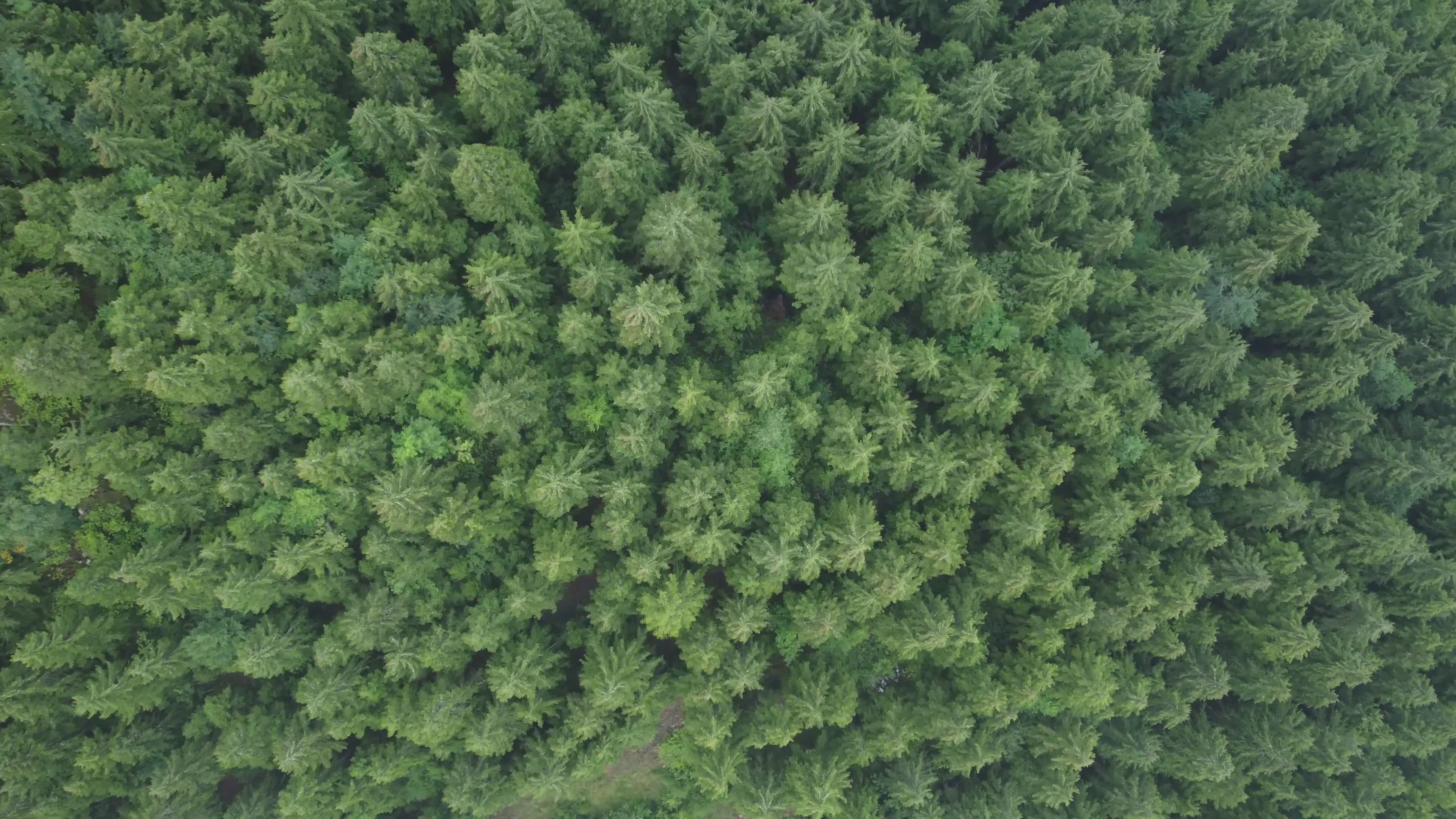 stunning aerial view of dense green forest 33565122