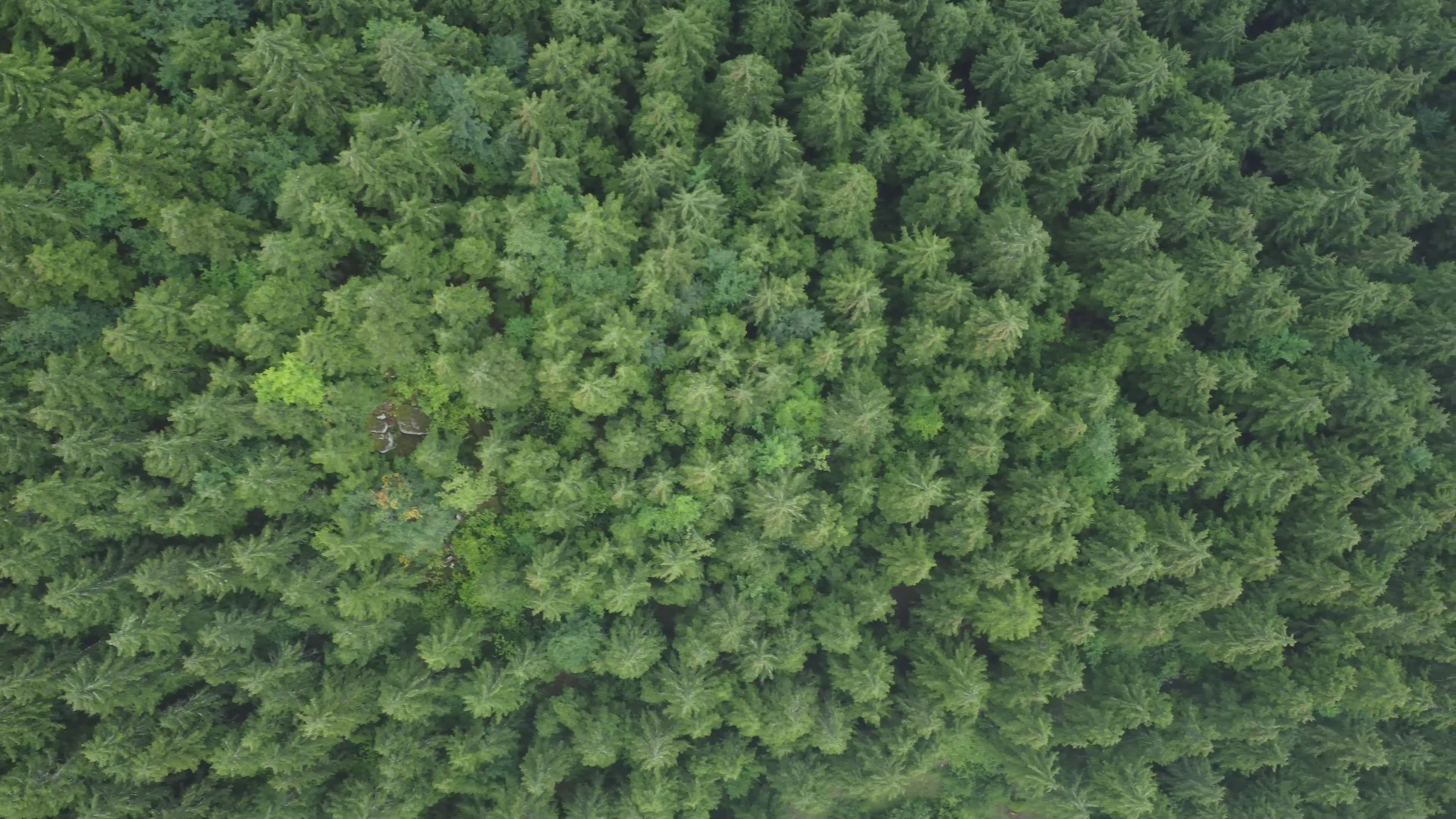 Majestic Aerial View of Lush Green Forest Free Stock Video Footage ...