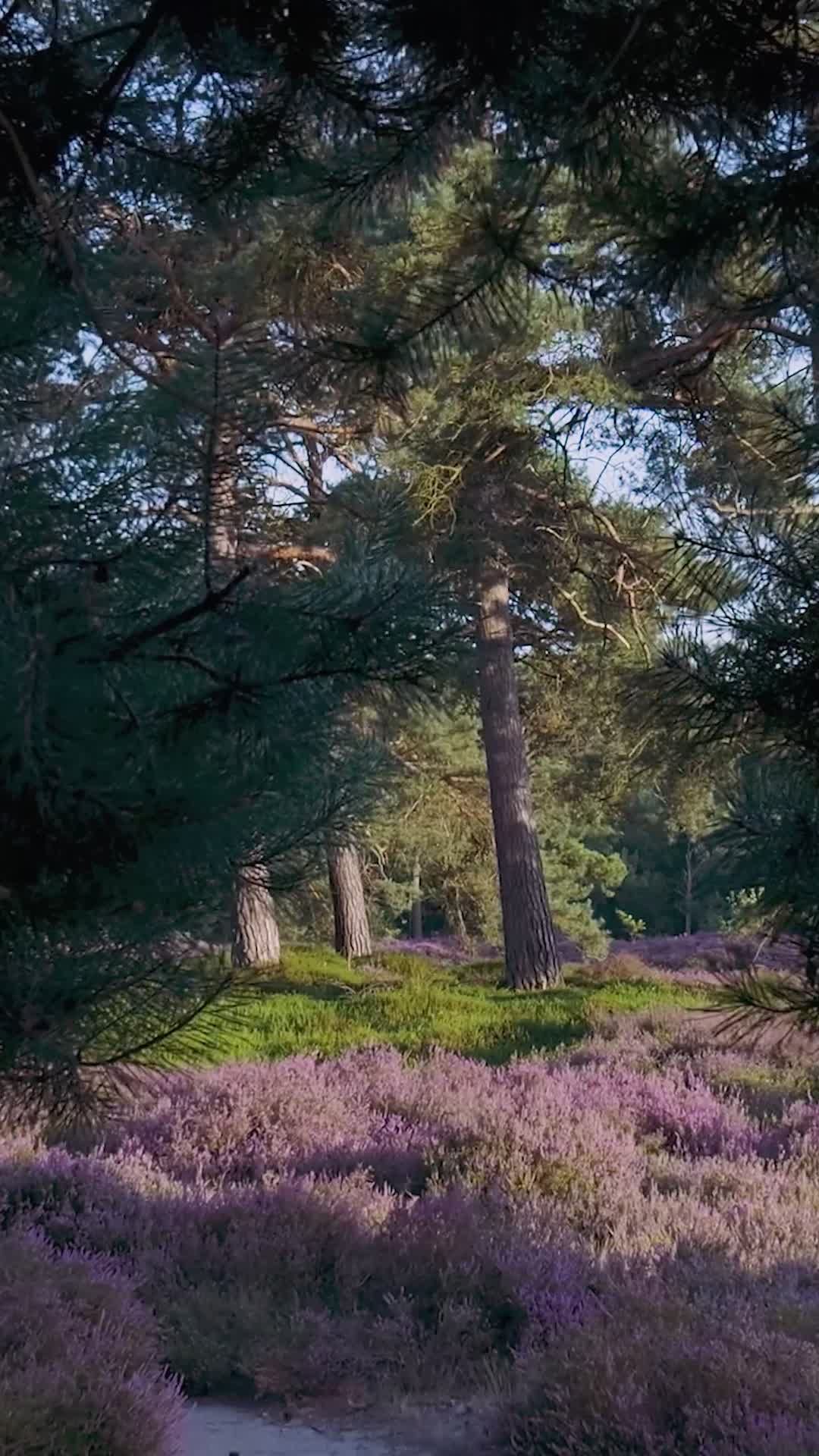Video by Matthias Groeneveld
