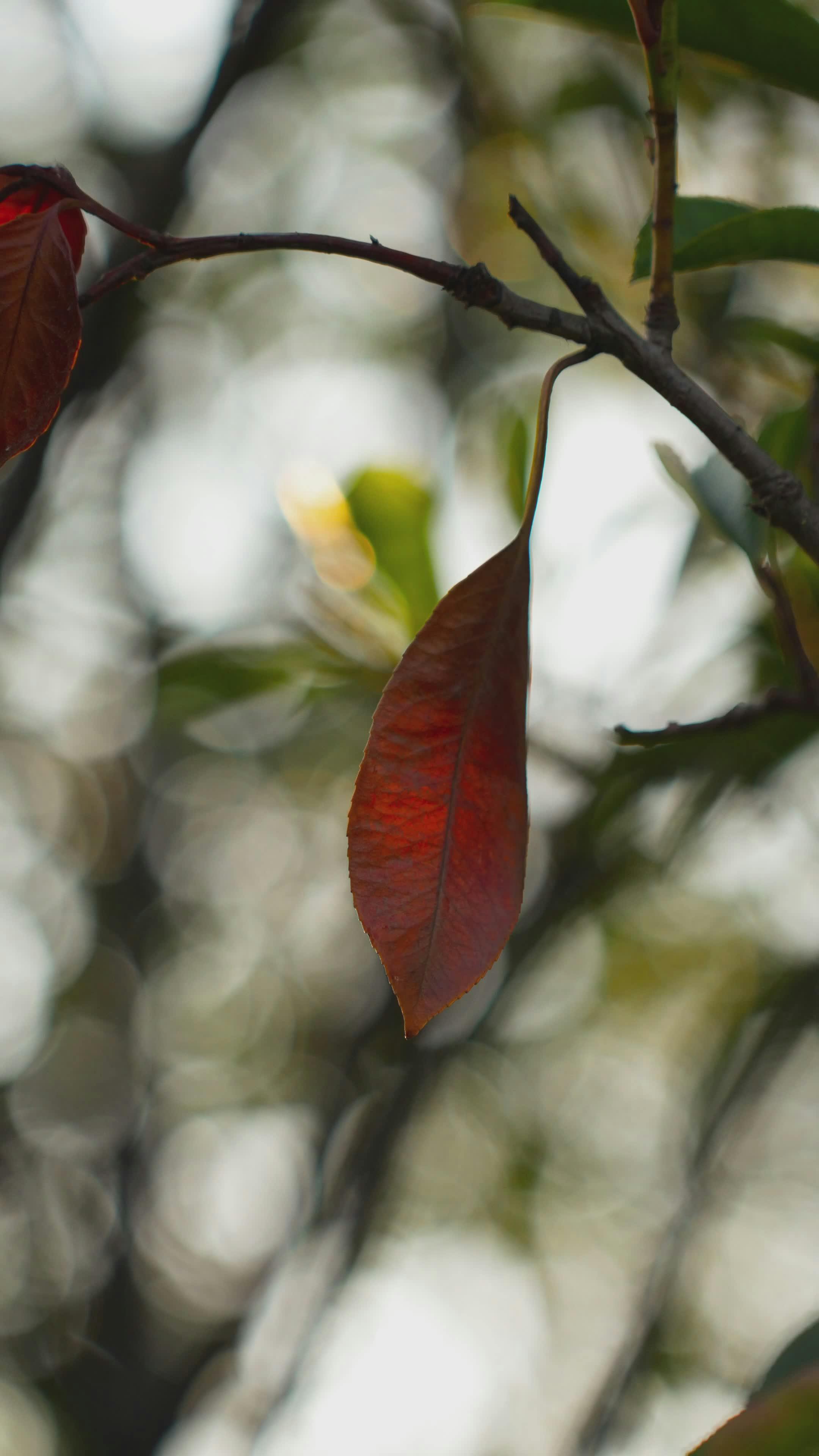 Video by Fatih Berat Örer