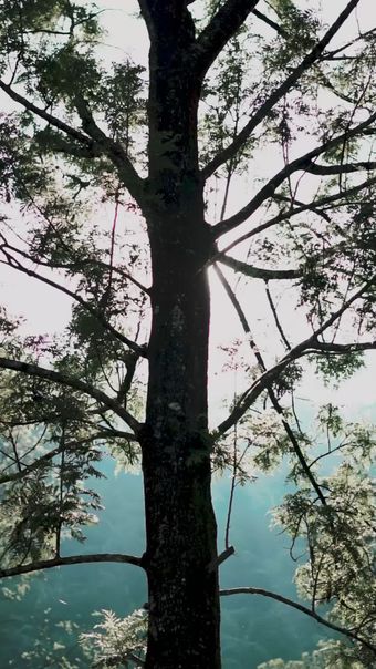树绿光视频素材