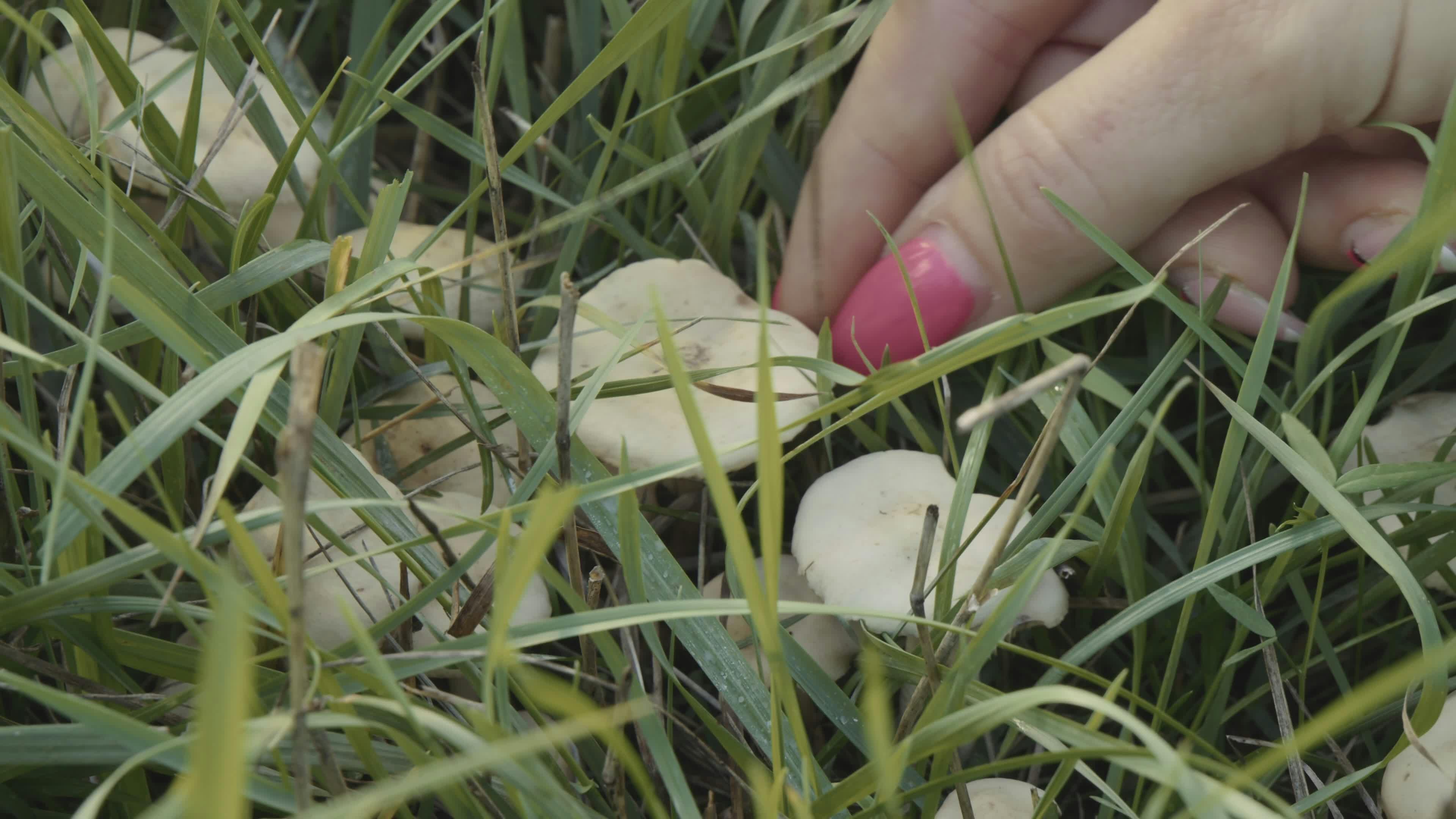 Video by Attila Pergel