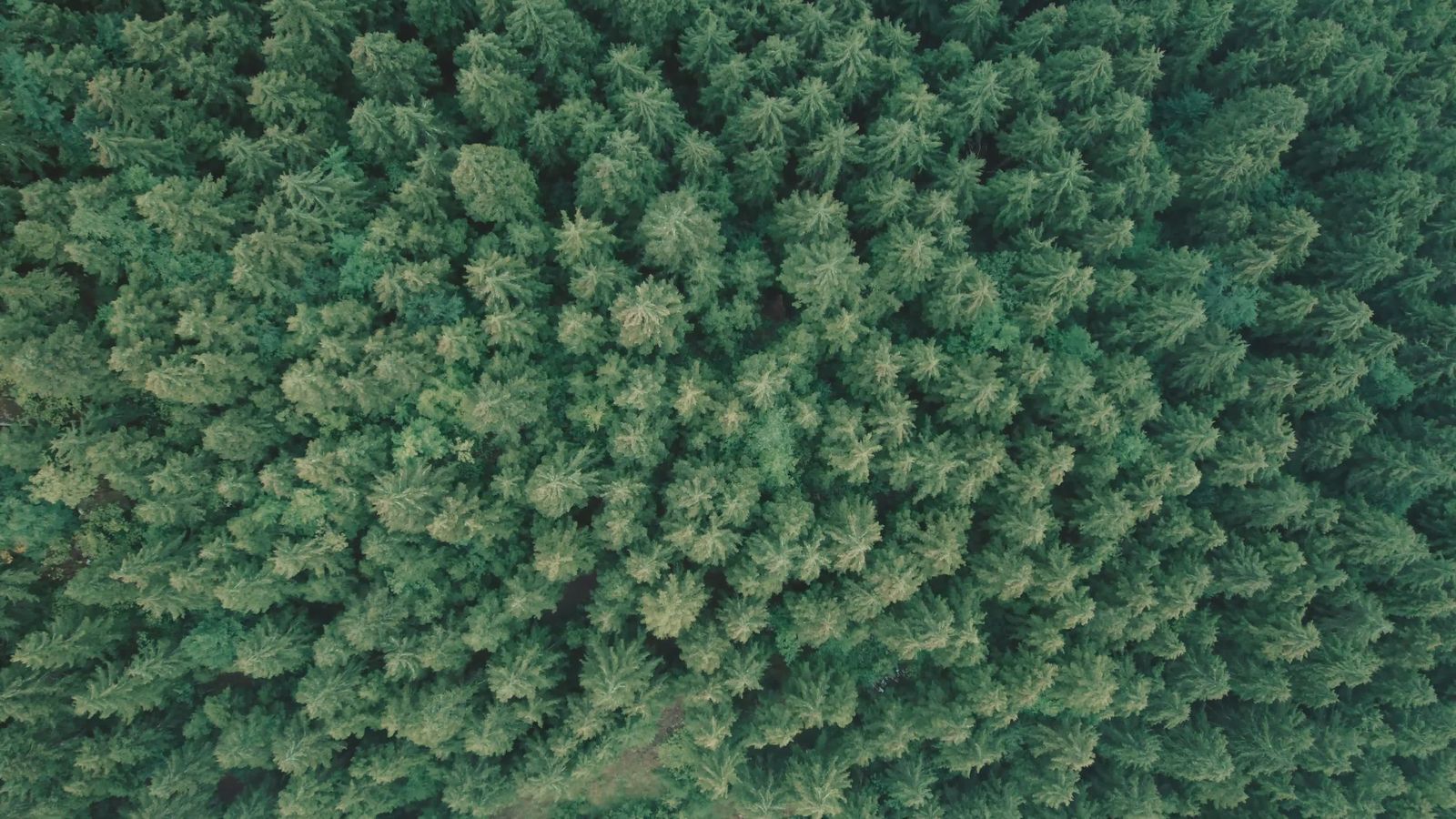 Drone View of Misty Forest Landscape at Dawn Free Stock Video Footage ...
