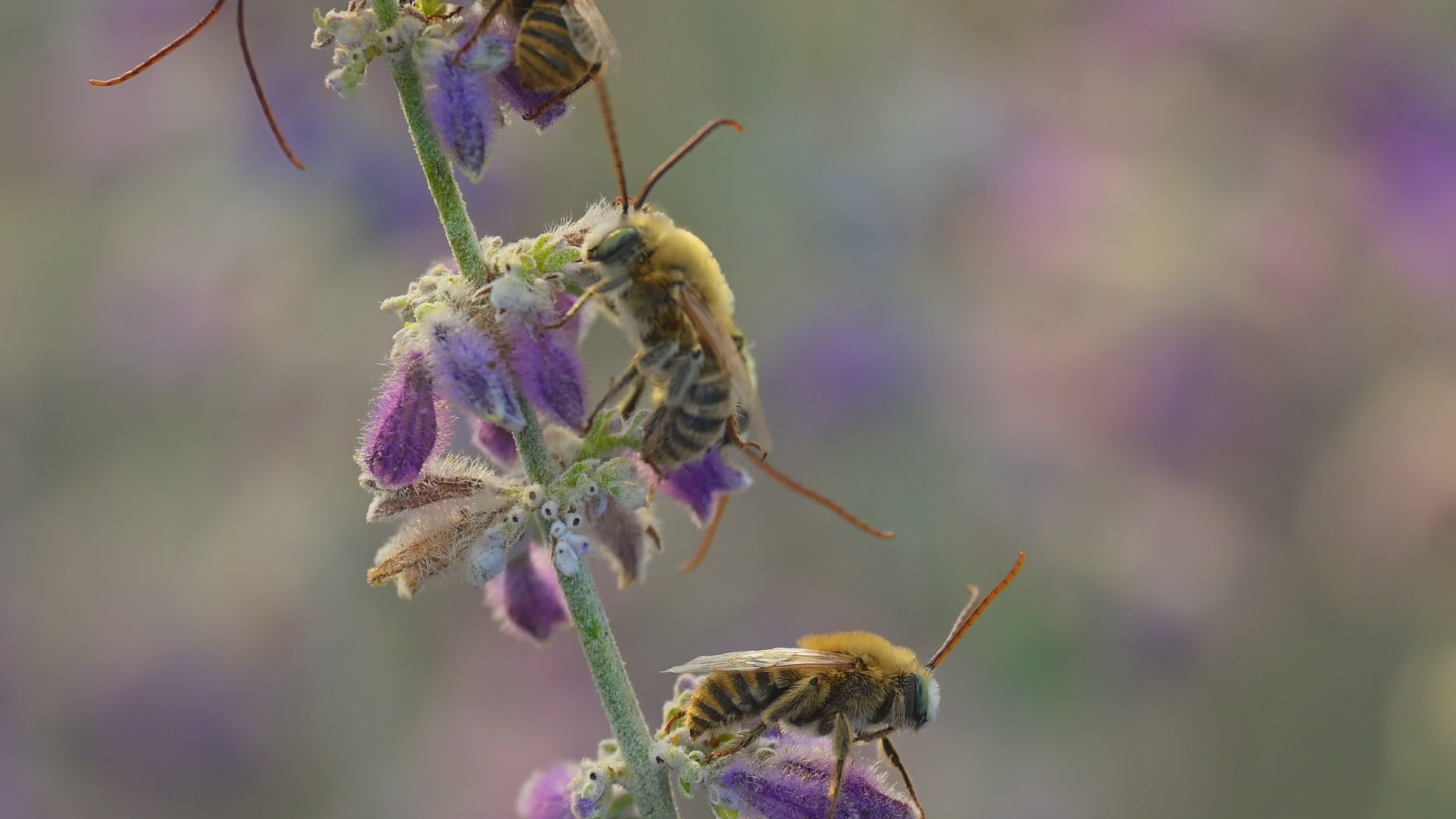 The Waking Of Insects Videos, Download The BEST Free 4k Stock Video ...