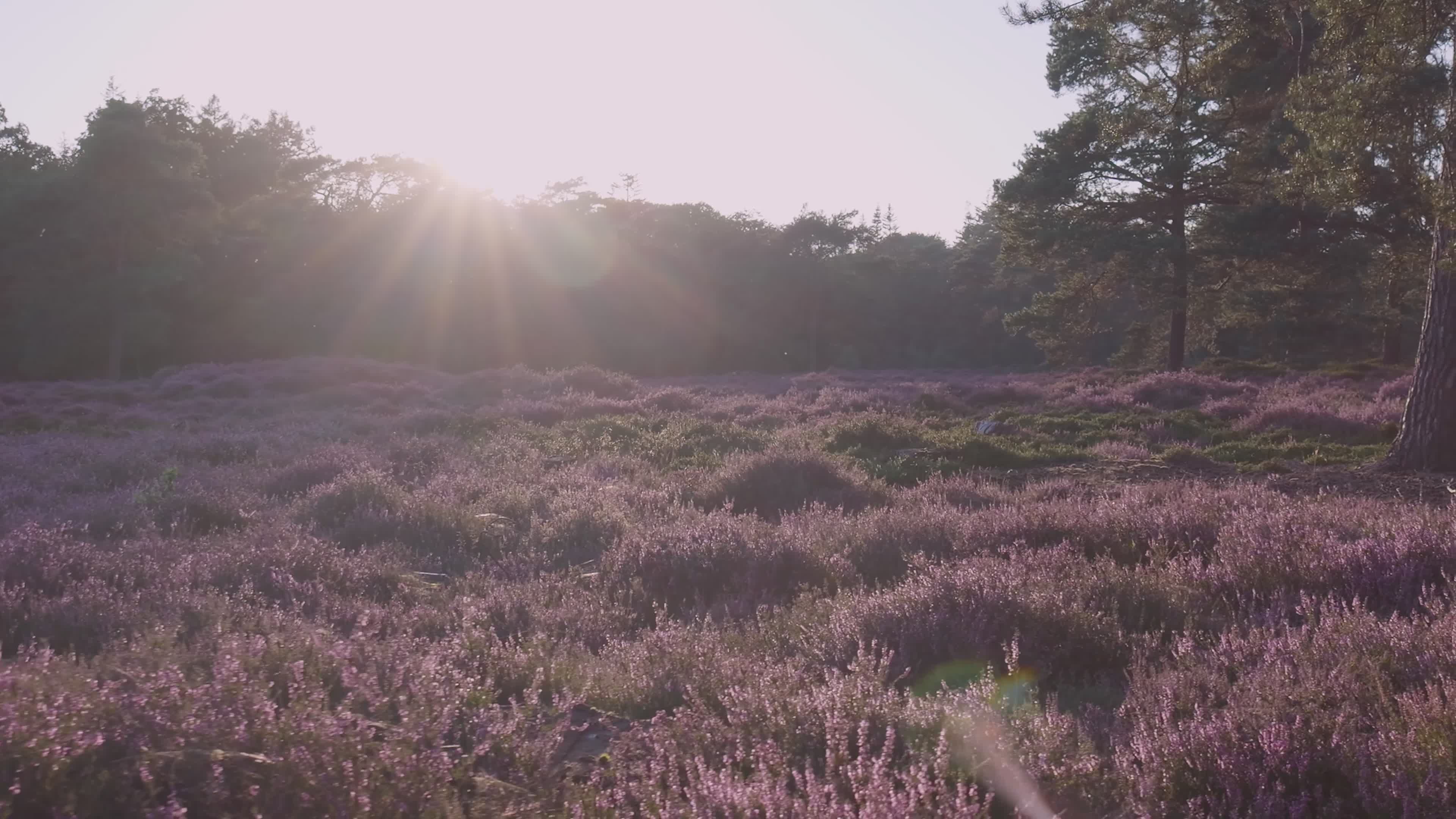 Breathtaking Sunrise Over Dutch Heather Fields Free Stock Video Footage ...