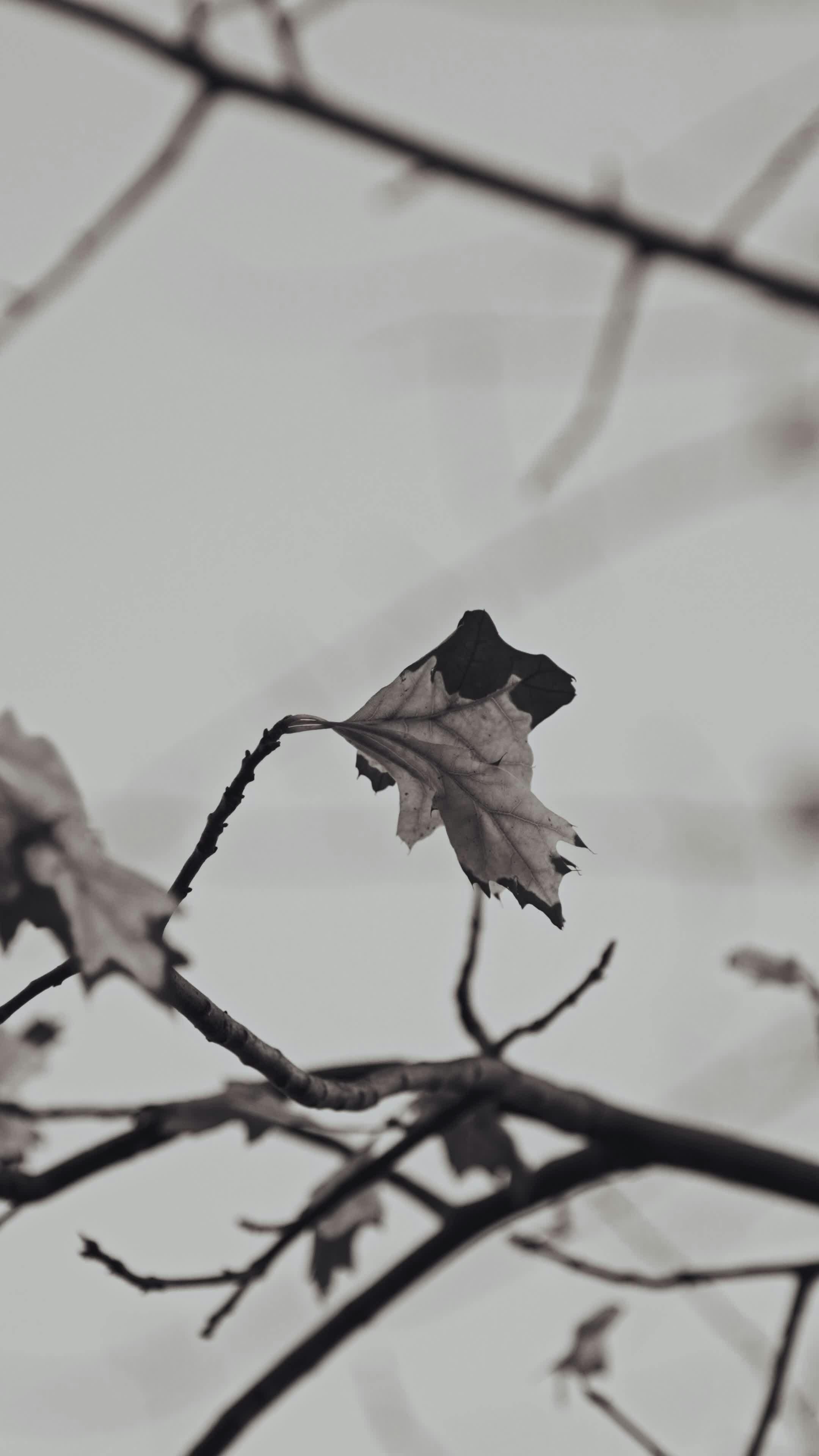 Video by Fatih Berat Örer